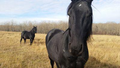 wheatfarmer's profile picture. oh fortunatos nimium, sua si bona norint, agricolas!