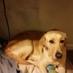 Shaggy Fund (@shaggyfund) Twitter profile photo