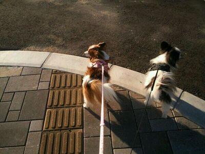 niihaonyau's profile picture. 