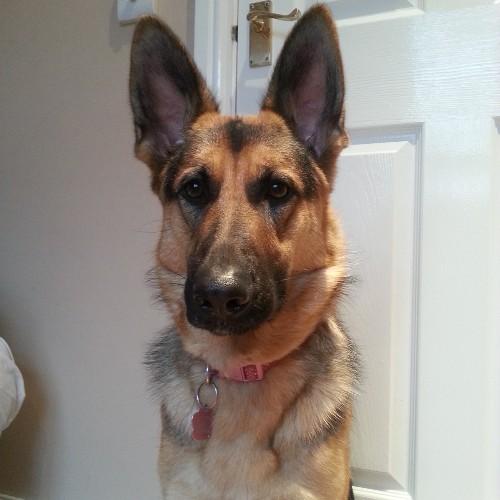 kiara_gsd's profile picture. Hi my names Kiara I'm a four year old , pedigree German Shepherd :) Also,add my mummy @jessrosenic