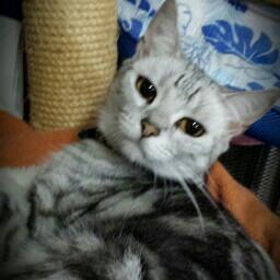 19621213Cat's profile picture. 膠原病および神経型ベ ーチェットと闘いながら日々を過ごしています。   エレファントカシマシの曲に励まされながら生きてマス。