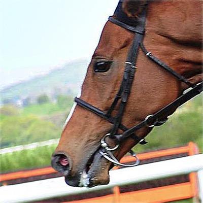 Still unbeaten (in England), 2015 Champion Hurdle Winner.