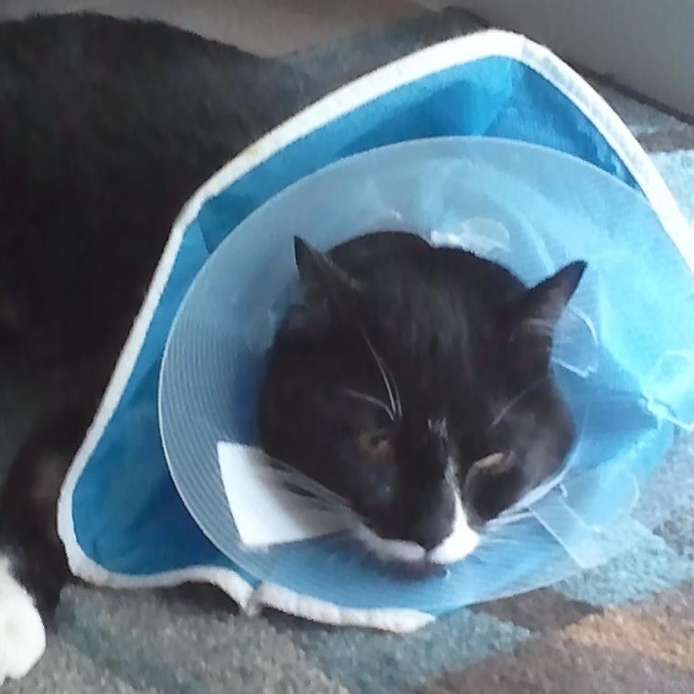 I am the owner of a double cone of shame kitty.