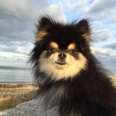 luvableleashes's profile picture. Low Cost Dog Walking- Boston, Cambridge & Surrounding 781-368-7034