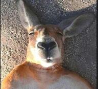 selfode
