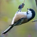 Daniel Pigeon - @u472 - Twitter