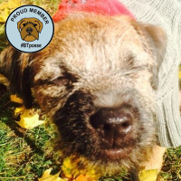 Bogart (@bark_of_bogart) 's Twitter Profile