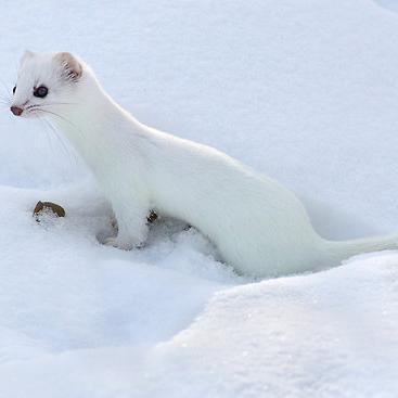 I'm a snow weasel. I only stay in the snow and venture about. Don't eat me please! I turn into the animal you are if I see you. I don't try too...Female, Single
