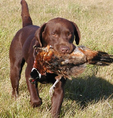 I am a chocolate Lab with bunch of energy!