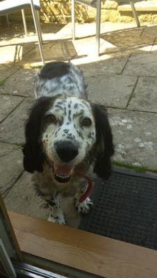 12 years old, still fabulous. Gloucestershire, England