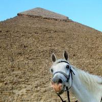 Prince Fluffy Kareem (@pfkcairo) 's Twitter Profile