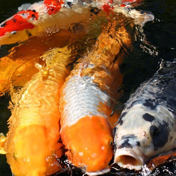 waterflowerpond's profile picture. 