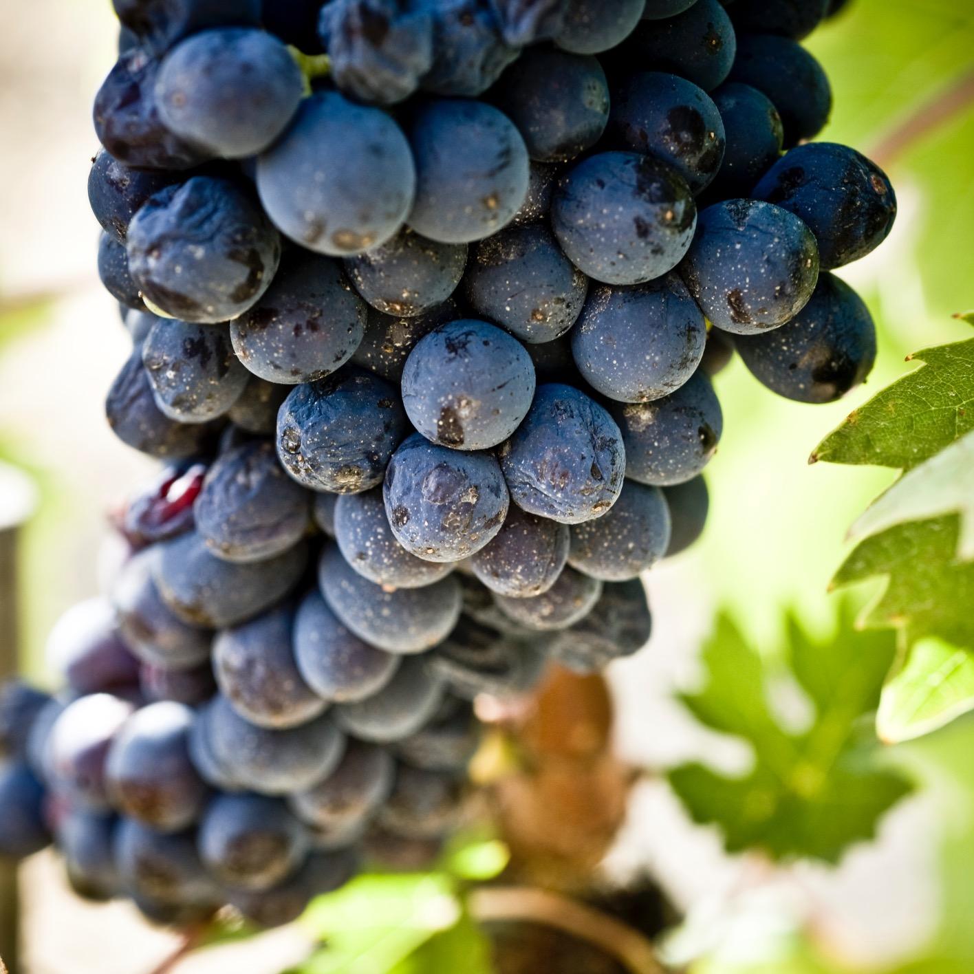 We offer photography tours and workshops with the difference that they are coupled to wine tastings to make the whole experience more interesting & worthwhile.