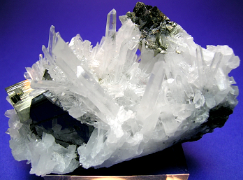 ellastarbuck Profile