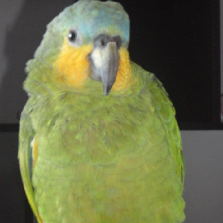 ♥Sou o papagaio mais lindo da mamãe!!♥