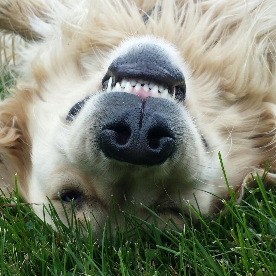 We are photographers with an interest in creating memories of your loved ones!  Pet Photography - Portraits - Animals - Family - Pets - Children