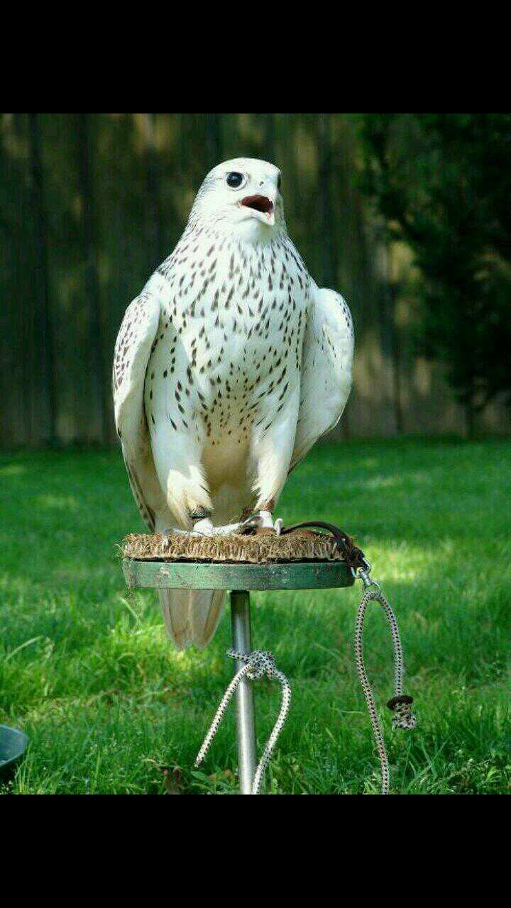 ‏‏سبحان الله وبحمده سبحان الله العظيم (وادي الدواسـر , الخـرج)