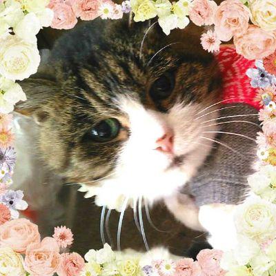 昭和5.5生。sgo
。猫21歳(うに):2015年2月1日（日）に天国へ旅立ちました…。クサガメ : 飼い歴5年くらい(すーちゃんたぶん6～7歳)とも、2016年6月3日(金)に突然お別れしました。ミシシッピアカミミガメ : 飼い歴2015年4月25日(土)から(ピチュー)、息子２人のおかあさん。家では生き物係り。