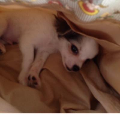 ferinazflixz's profile picture. 