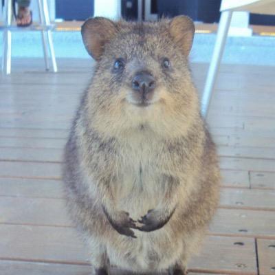 Lapisla69149167's profile picture. PSO2ハガルでまったり