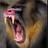 BozzaRaul's profile image