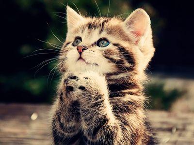 6a5655ac9eb3400's profile picture. 