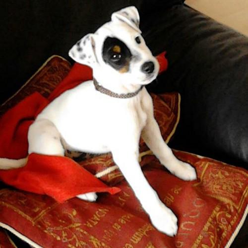 julieperkins153's profile picture. Loves cute cuddly animals, eating out, especially Asian food, chocoholic, loves travel and history.