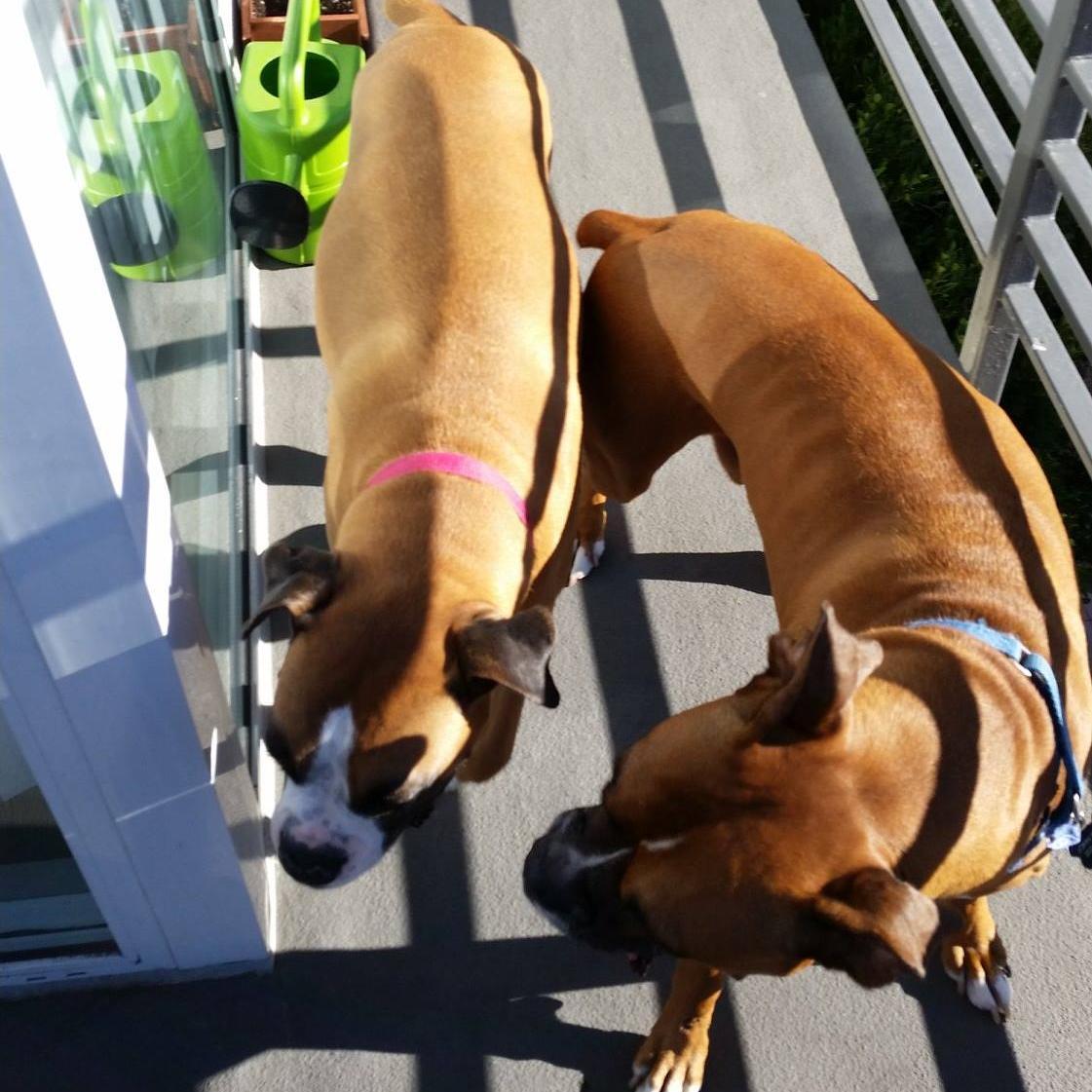 Two Boxers Owning Oakland