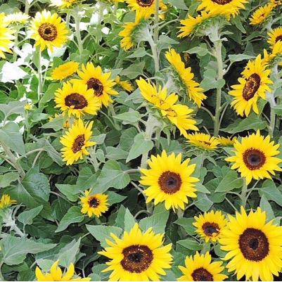 Millicencent's profile picture. 