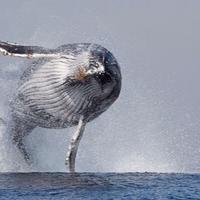 IB (@marius6to1) 's Twitter Profile