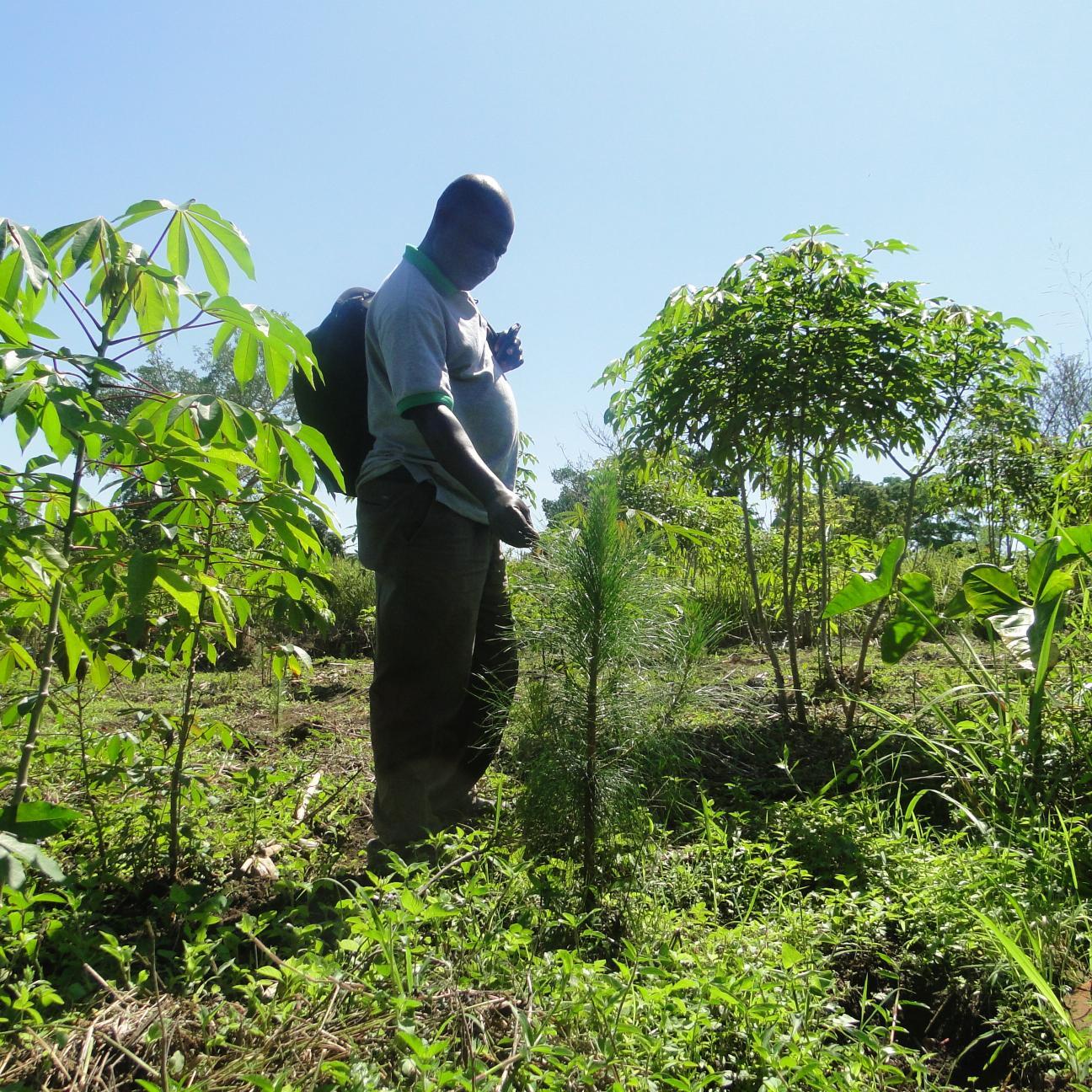 kalisamuel2's profile picture. Seed systems Innovations & research Commercialization, Investment , Climate change, livelihoods, Biodiversity,and access to plant genetics benefits sharing