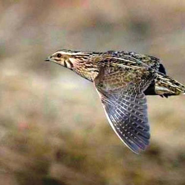 BegoCartes's profile picture. 