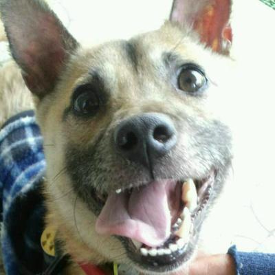 雑種犬ごろう 子犬時代ごろう 垂れ耳時代が懐かしいです 可愛くて可愛くて 毎日 可愛いねー 可愛いねー D って撫でくりまわしてました 笑 T Co Pykkl8aomh
