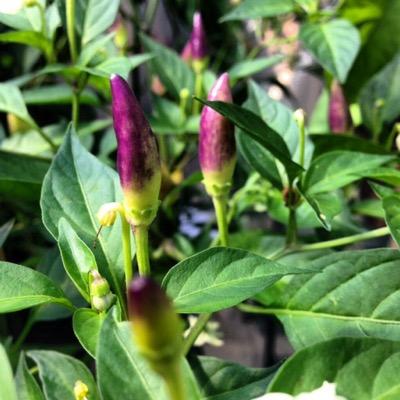 ChilliFarmerNCo's profile picture. Advice and information on seeds, seedlings and plants as well as growing. Advice also on buying and making sauces, oils, chutneys, chocolates and jams!