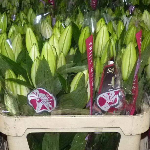 Importers of fresh cut flowers, pot plants and sundries from Holland. Flower Sourcing For Professionals, By Professionals! Wedding Specialists! Call 07794510059