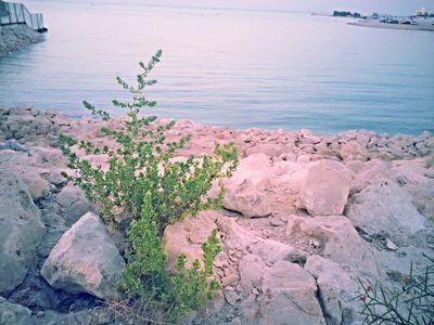 zahraa al_hawaj 
UOB 
 ممارس تقنيةEFT دبلوم
