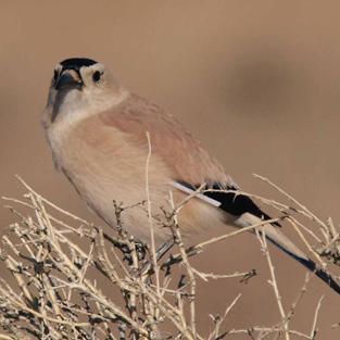 mongoliasafaris's profile picture. Mongolia Birds and Wildlife Photography Tours and Expeditions; Mongolia Wildlife Consultancy; Mongolica Publishing