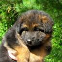 Debbie Harmon - @sissieh1964 - Twitter