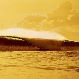 _Single_Player_'s profile picture. 