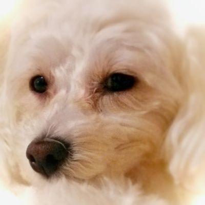 ルプカさんのプロフィール画像