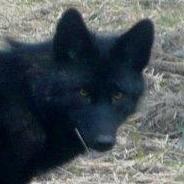 mikieblackie's profile picture. 