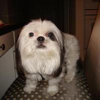 Pam (@pamelapharding) 's Twitter Profile