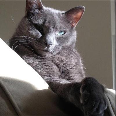 HelixAnimals's profile picture. fan of tweeps who champion protection of human and non-human animals. Inspired by non-human animal fans of syfy's Helix. ~Cat