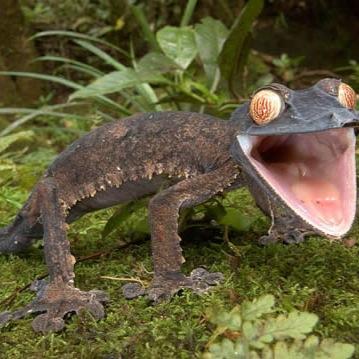 Geckohs's profile picture. | GT: Geckohs | PSN: Geckohs | 16 | UMG: Geckohs |