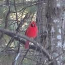 Suzanne Ryan - @suezryan2015 - Twitter