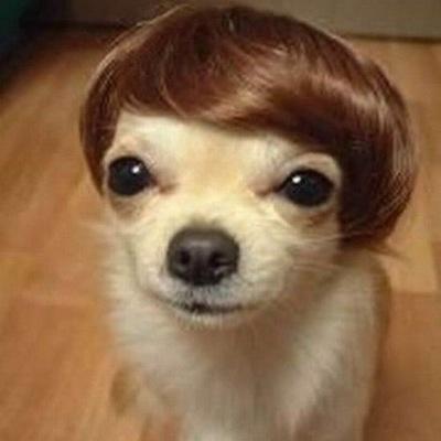 I luv llamas, well I luv @danisnotonfire and @amazingphil, but Phil likes lions .... Anyway... I luv all animals (without rats :|)