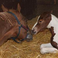 Starlight Ranch (@starlightranch) 's Twitter Profile