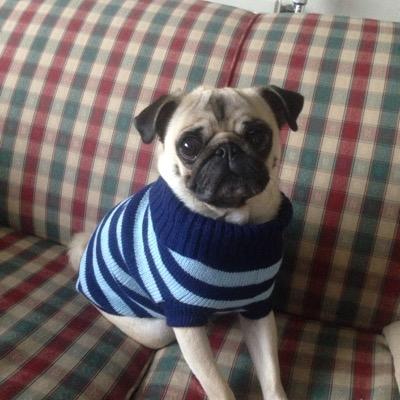 Einstein_Pug's profile picture. I is a pug living with my Mummy and Daddy. I love cuddles and food and walks and fuss and lots and lots of attention.