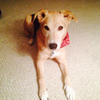 Gritz (@gritzofatlee) 's Twitter Profile Photo