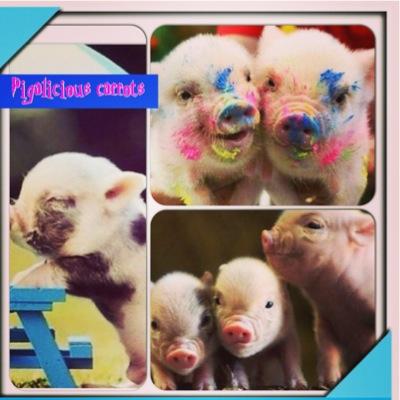 pigalsious11's profile picture. I love pigs... Thats all i can say. If you follow me i will follow you back!